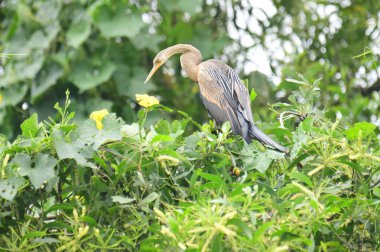 Doğulu bir Darter canlı yeşil yaprakların ve sarı çiçeklerin arasına tünemiş, parlak koyu renkli vücudu, uzun S şeklinde boynu ve gür doğal arkaplana karşı çarpıcı bir siluet yaratan gagası..