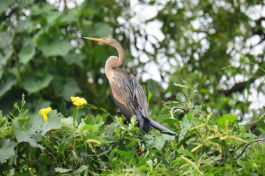Doğulu bir Darter canlı yeşil yaprakların ve sarı çiçeklerin arasına tünemiş, parlak koyu renkli vücudu, uzun S şeklinde boynu ve gür doğal arkaplana karşı çarpıcı bir siluet yaratan gagası..