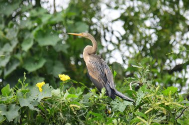 Doğulu bir Darter canlı yeşil yaprakların ve sarı çiçeklerin arasına tünemiş, parlak koyu renkli vücudu, uzun S şeklinde boynu ve gür doğal arkaplana karşı çarpıcı bir siluet yaratan gagası..