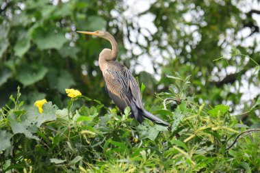 Doğulu bir Darter canlı yeşil yaprakların ve sarı çiçeklerin arasına tünemiş, parlak koyu renkli vücudu, uzun S şeklinde boynu ve gür doğal arkaplana karşı çarpıcı bir siluet yaratan gagası..