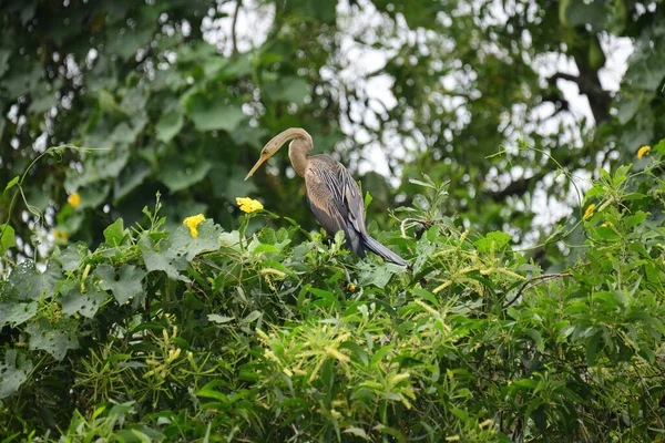 Doğulu bir Darter canlı yeşil yaprakların ve sarı çiçeklerin arasına tünemiş, parlak koyu renkli vücudu, uzun S şeklinde boynu ve gür doğal arkaplana karşı çarpıcı bir siluet yaratan gagası..