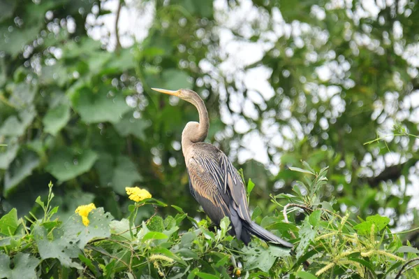 Doğulu bir Darter canlı yeşil yaprakların ve sarı çiçeklerin arasına tünemiş, parlak koyu renkli vücudu, uzun S şeklinde boynu ve gür doğal arkaplana karşı çarpıcı bir siluet yaratan gagası..