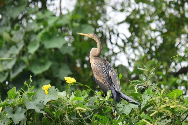 Doğulu bir Darter canlı yeşil yaprakların ve sarı çiçeklerin arasına tünemiş, parlak koyu renkli vücudu, uzun S şeklinde boynu ve gür doğal arkaplana karşı çarpıcı bir siluet yaratan gagası..