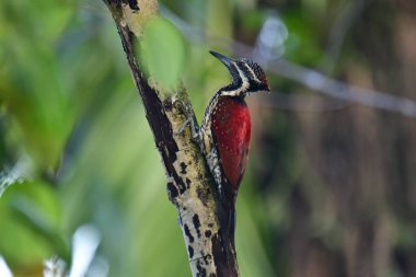 Sri Lanka 'ya özgü bir ağaçkakan olan bu çarpıcı Kırmızı Sırtlı Alev, siyah ve beyaz benekli alt parçalarla çelişen canlı bir kırmızı sırt, siyah bir göz altı ve sivri bir gri gaga sergiliyor..