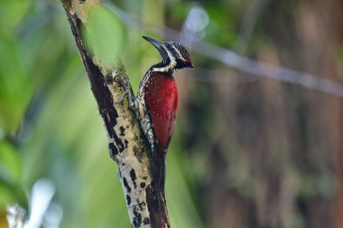 Sri Lanka 'ya özgü bir ağaçkakan olan bu çarpıcı Kırmızı Sırtlı Alev, siyah ve beyaz benekli alt parçalarla çelişen canlı bir kırmızı sırt, siyah bir göz altı ve sivri bir gri gaga sergiliyor..
