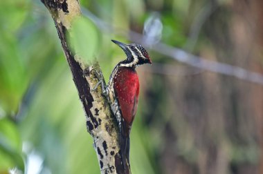 Sri Lanka 'ya özgü bir ağaçkakan olan bu çarpıcı Kırmızı Sırtlı Alev, siyah ve beyaz benekli alt parçalarla çelişen canlı bir kırmızı sırt, siyah bir göz altı ve sivri bir gri gaga sergiliyor..