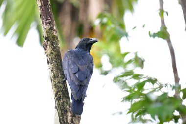 Bu resim, parlak siyah tüyleri ve belirgin, kemerli gagasıyla tanımlanabilen büyük gagalı bir Karga 'yı (Corvus macrorhynchos) gösterir. Yosun dolu bir dala tünemiş, doğal ve yapraklı bir çevrede çevresini gözetliyor.,