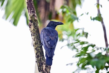 Bu resim, parlak siyah tüyleri ve belirgin, kemerli gagasıyla tanımlanabilen büyük gagalı bir Karga 'yı (Corvus macrorhynchos) gösterir. Yosun dolu bir dala tünemiş, doğal ve yapraklı bir çevrede çevresini gözetliyor.,