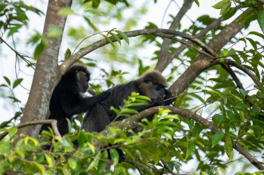 Sri Lanka 'ya özgü nesli tükenmekte olan bir ağaç maymunu. Koyu bir yüzü, açık renkli sakalı ve kafasında kahverengi kürklü bir tacı var..