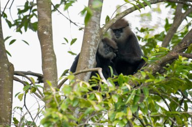 Sri Lanka 'ya özgü nesli tükenmekte olan bir ağaç maymunu. Koyu bir yüzü, açık renkli sakalı ve kafasında kahverengi kürklü bir tacı var..