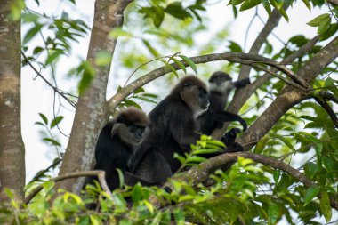 Sri Lanka 'ya özgü nesli tükenmekte olan bir ağaç maymunu. Koyu bir yüzü, açık renkli sakalı ve kafasında kahverengi kürklü bir tacı var..