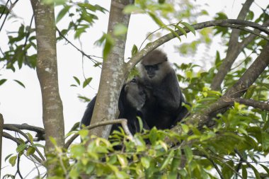 Sri Lanka 'ya özgü nesli tükenmekte olan bir ağaç maymunu. Koyu bir yüzü, açık renkli sakalı ve kafasında kahverengi kürklü bir tacı var..