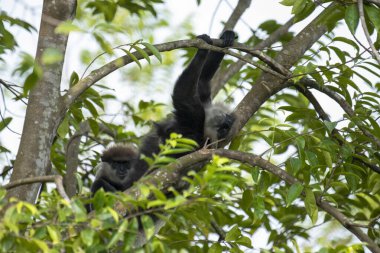 Sri Lanka 'ya özgü nesli tükenmekte olan bir ağaç maymunu. Koyu bir yüzü, açık renkli sakalı ve kafasında kahverengi kürklü bir tacı var..