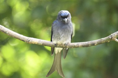 Bu görüntü, çarpıcı beyaz karınlı bir Drongo 'yu kendine özgü çatallı kuyruğu ve beyaz göbeği olan parlak siyah bir kuşu yakalar. Belirgin bir şekilde bir dala tünemiş, parlak formunu ve yeşil yaprakların arasında tetikte durmasını sergiliyor..