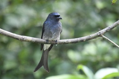 Bu görüntü, çarpıcı beyaz karınlı bir Drongo 'yu kendine özgü çatallı kuyruğu ve beyaz göbeği olan parlak siyah bir kuşu yakalar. Belirgin bir şekilde bir dala tünemiş, parlak formunu ve yeşil yaprakların arasında tetikte durmasını sergiliyor..