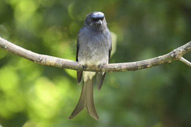 Bu görüntü, çarpıcı beyaz karınlı bir Drongo 'yu kendine özgü çatallı kuyruğu ve beyaz göbeği olan parlak siyah bir kuşu yakalar. Belirgin bir şekilde bir dala tünemiş, parlak formunu ve yeşil yaprakların arasında tetikte durmasını sergiliyor..
