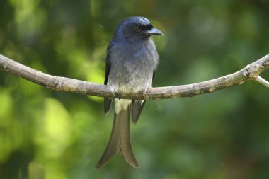 Bu görüntü, çarpıcı beyaz karınlı bir Drongo yakalıyor. Parlak siyah bir kuş. Çatallı kuyruğu ve beyaz göbeği var..