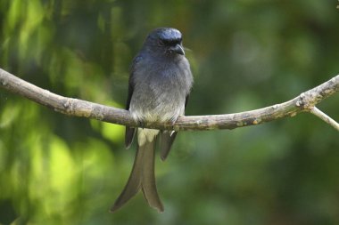 Bu görüntü, çarpıcı beyaz karınlı bir Drongo 'yu kendine özgü çatallı kuyruğu ve beyaz göbeği olan parlak siyah bir kuşu yakalar. Belirgin bir şekilde bir dala tünemiş, parlak formunu ve yeşil yaprakların arasında tetikte durmasını sergiliyor..
