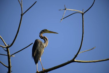 Bu resim, canlı bir mavi gökyüzüne karşı çıplak bir dala sabırla tünemiş ince bir Mor Balıkçıl 'ı gösteriyor, uzun boynu ve sulak alanlarda avlanmak için uyarlanmış güçlü gagasını sergiliyor..
