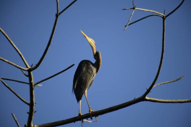Bu resim, canlı bir mavi gökyüzüne karşı çıplak bir dala sabırla tünemiş ince bir Mor Balıkçıl 'ı gösteriyor, uzun boynu ve sulak alanlarda avlanmak için uyarlanmış güçlü gagasını sergiliyor..