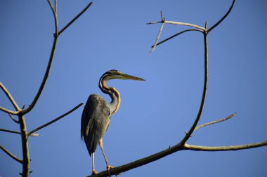 Bu resim, canlı bir mavi gökyüzüne karşı çıplak bir dala sabırla tünemiş ince bir Mor Balıkçıl 'ı gösteriyor, uzun boynu ve sulak alanlarda avlanmak için uyarlanmış güçlü gagasını sergiliyor..