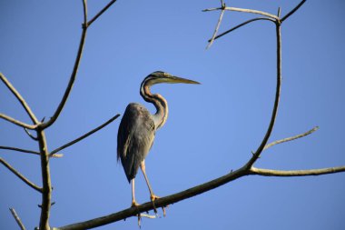 Bu resim, canlı bir mavi gökyüzüne karşı çıplak bir dala sabırla tünemiş ince bir Mor Balıkçıl 'ı gösteriyor, uzun boynu ve sulak alanlarda avlanmak için uyarlanmış güçlü gagasını sergiliyor..