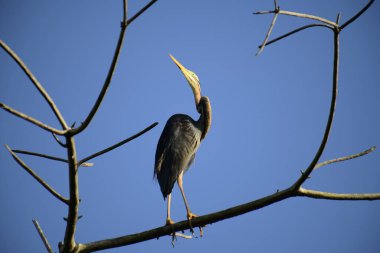 Bu resim, canlı bir mavi gökyüzüne karşı çıplak bir dala sabırla tünemiş ince bir Mor Balıkçıl 'ı gösteriyor, uzun boynu ve sulak alanlarda avlanmak için uyarlanmış güçlü gagasını sergiliyor..