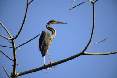 Bu resim, canlı bir mavi gökyüzüne karşı çıplak bir dala sabırla tünemiş ince bir Mor Balıkçıl 'ı gösteriyor, uzun boynu ve sulak alanlarda avlanmak için uyarlanmış güçlü gagasını sergiliyor..