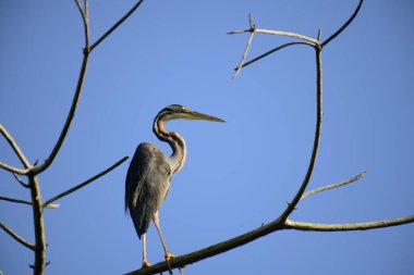 Bu resim, canlı bir mavi gökyüzüne karşı çıplak bir dala sabırla tünemiş ince bir Mor Balıkçıl 'ı gösteriyor, uzun boynu ve sulak alanlarda avlanmak için uyarlanmış güçlü gagasını sergiliyor..