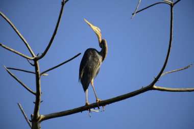 Bu resim, canlı bir mavi gökyüzüne karşı çıplak bir dala sabırla tünemiş ince bir Mor Balıkçıl 'ı gösteriyor, uzun boynu ve sulak alanlarda avlanmak için uyarlanmış güçlü gagasını sergiliyor..