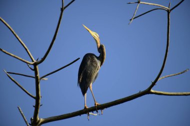 Bu resim, canlı bir mavi gökyüzüne karşı çıplak bir dala sabırla tünemiş ince bir Mor Balıkçıl 'ı gösteriyor, uzun boynu ve sulak alanlarda avlanmak için uyarlanmış güçlü gagasını sergiliyor..