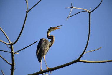 Bu resim, canlı bir mavi gökyüzüne karşı çıplak bir dala sabırla tünemiş ince bir Mor Balıkçıl 'ı gösteriyor, uzun boynu ve sulak alanlarda avlanmak için uyarlanmış güçlü gagasını sergiliyor..