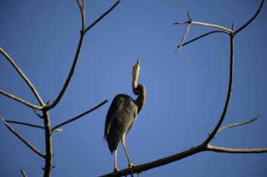 Bu resim, canlı bir mavi gökyüzüne karşı çıplak bir dala sabırla tünemiş ince bir Mor Balıkçıl 'ı gösteriyor, uzun boynu ve sulak alanlarda avlanmak için uyarlanmış güçlü gagasını sergiliyor..