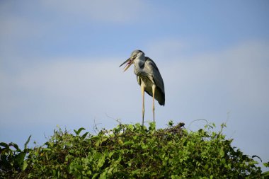 Gri balıkçıl, açık mavi gökyüzüne karşı yemyeşil yaprakların üzerine tünedi. Uzun, sivri gagası açık, sarı bir avını ortaya çıkarıyor, muhtemelen bir balık, bu dalıcı kuşun yırtıcı doğasını gösteriyor..
