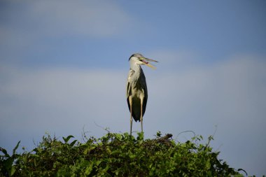 Gri balıkçıl, açık mavi gökyüzüne karşı yemyeşil yaprakların üzerine tünedi. Uzun, sivri gagası açık, sarı bir avını ortaya çıkarıyor, muhtemelen bir balık, bu dalıcı kuşun yırtıcı doğasını gösteriyor..