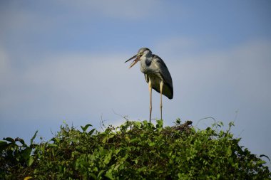 Gri balıkçıl, açık mavi gökyüzüne karşı yemyeşil yaprakların üzerine tünedi. Uzun, sivri gagası açık, sarı bir avını ortaya çıkarıyor, muhtemelen bir balık, bu dalıcı kuşun yırtıcı doğasını gösteriyor..