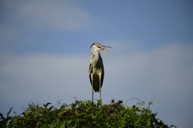 Gri balıkçıl, açık mavi gökyüzüne karşı yemyeşil yaprakların üzerine tünedi. Uzun, sivri gagası açık, sarı bir avını ortaya çıkarıyor, muhtemelen bir balık, bu dalıcı kuşun yırtıcı doğasını gösteriyor..