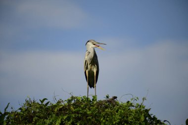 Gri balıkçıl, açık mavi gökyüzüne karşı yemyeşil yaprakların üzerine tünedi. Uzun, sivri gagası açık, sarı bir avını ortaya çıkarıyor, muhtemelen bir balık, bu dalıcı kuşun yırtıcı doğasını gösteriyor..