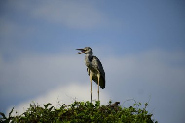 Gri balıkçıl, açık mavi gökyüzüne karşı yemyeşil yaprakların üzerine tünedi. Uzun, sivri gagası açık, sarı bir avını ortaya çıkarıyor, muhtemelen bir balık, bu dalıcı kuşun yırtıcı doğasını gösteriyor..