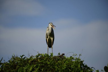 Gri balıkçıl, açık mavi gökyüzüne karşı yemyeşil yaprakların üzerine tünedi. Uzun, sivri gagası açık, sarı bir avını ortaya çıkarıyor, muhtemelen bir balık, bu dalıcı kuşun yırtıcı doğasını gösteriyor..