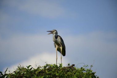 Gri balıkçıl, açık mavi gökyüzüne karşı yemyeşil yaprakların üzerine tünedi. Uzun, sivri gagası açık, sarı bir avını ortaya çıkarıyor, muhtemelen bir balık, bu dalıcı kuşun yırtıcı doğasını gösteriyor..