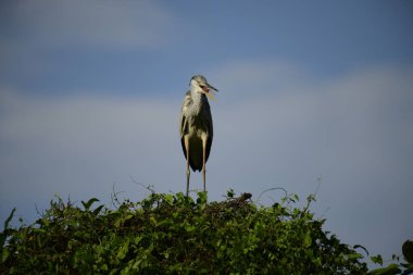 Gri balıkçıl, açık mavi gökyüzüne karşı yemyeşil yaprakların üzerine tünedi. Uzun, sivri gagası açık, sarı bir avını ortaya çıkarıyor, muhtemelen bir balık, bu dalıcı kuşun yırtıcı doğasını gösteriyor..