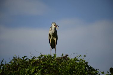 Gri balıkçıl, açık mavi gökyüzüne karşı yemyeşil yaprakların üzerine tünedi. Uzun, sivri gagası açık, sarı bir avını ortaya çıkarıyor, muhtemelen bir balık, bu dalıcı kuşun yırtıcı doğasını gösteriyor..
