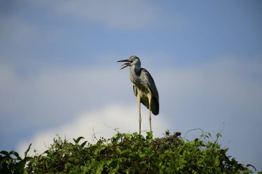 Gri balıkçıl, açık mavi gökyüzüne karşı yemyeşil yaprakların üzerine tünedi. Uzun, sivri gagası açık, sarı bir avını ortaya çıkarıyor, muhtemelen bir balık, bu dalıcı kuşun yırtıcı doğasını gösteriyor..