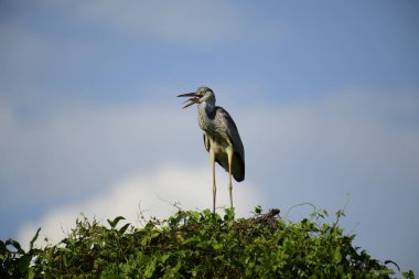 Gri balıkçıl, açık mavi gökyüzüne karşı yemyeşil yaprakların üzerine tünedi. Uzun, sivri gagası açık, sarı bir avını ortaya çıkarıyor, muhtemelen bir balık, bu dalıcı kuşun yırtıcı doğasını gösteriyor..
