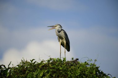 Gri balıkçıl, açık mavi gökyüzüne karşı yemyeşil yaprakların üzerine tünedi. Uzun, sivri gagası açık, sarı bir avını ortaya çıkarıyor, muhtemelen bir balık, bu dalıcı kuşun yırtıcı doğasını gösteriyor..