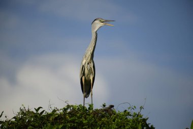 Gri balıkçıl, açık mavi gökyüzüne karşı yemyeşil yaprakların üzerine tünedi. Uzun, sivri gagası açık, sarı bir avını ortaya çıkarıyor, muhtemelen bir balık, bu dalıcı kuşun yırtıcı doğasını gösteriyor..