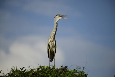 Gri balıkçıl, açık mavi gökyüzüne karşı yemyeşil yaprakların üzerine tünedi. Uzun, sivri gagası açık, sarı bir avını ortaya çıkarıyor, muhtemelen bir balık, bu dalıcı kuşun yırtıcı doğasını gösteriyor..