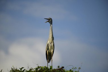 Gri balıkçıl, açık mavi gökyüzüne karşı yemyeşil yaprakların üzerine tünedi. Uzun, sivri gagası açık, sarı bir avını ortaya çıkarıyor, muhtemelen bir balık, bu dalıcı kuşun yırtıcı doğasını gösteriyor..