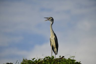 Gri balıkçıl, açık mavi gökyüzüne karşı yemyeşil yaprakların üzerine tünedi. Uzun, sivri gagası açık, sarı bir avını ortaya çıkarıyor, muhtemelen bir balık, bu dalıcı kuşun yırtıcı doğasını gösteriyor..